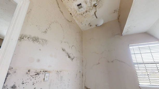 Best Water Damage & Mold Remediation  in Monroe, GA