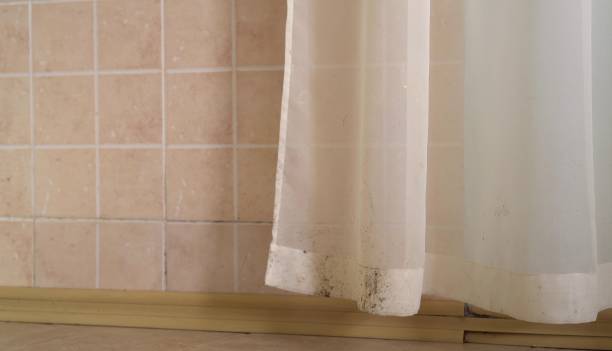 Best Black Mold Removal  in Monroe, GA