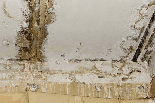 Best Mold Removal for HVAC Installations  in Monroe, GA