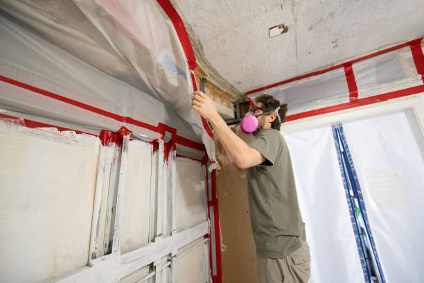 Best Basement Mold Removal  in Monroe, GA