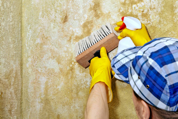Best Post-Construction Mold Inspection  in Monroe, GA