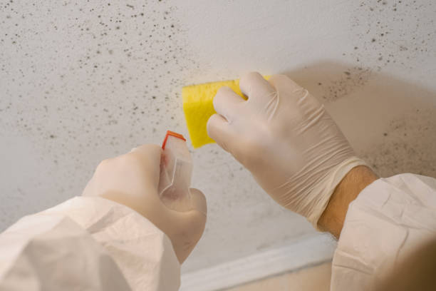 Professional Mold Removal in Monroe, GA