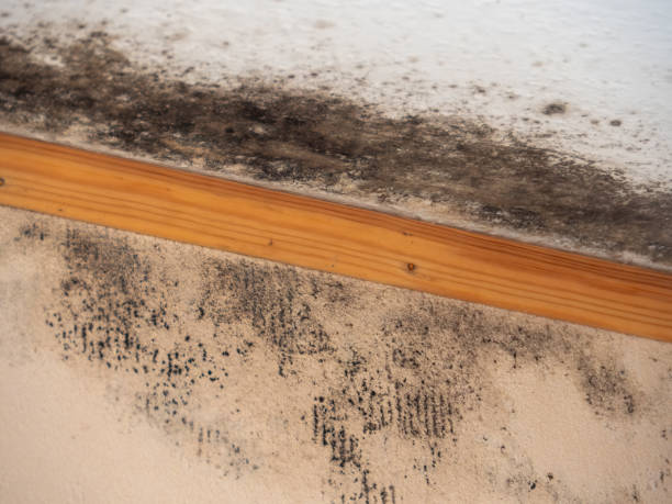 Best Residential Mold Inspection & Testing  in Monroe, GA