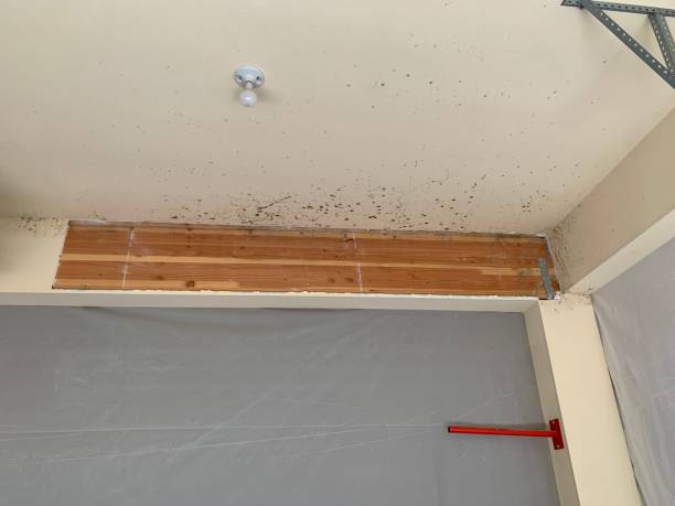 Best Attic Mold Removal  in Monroe, GA