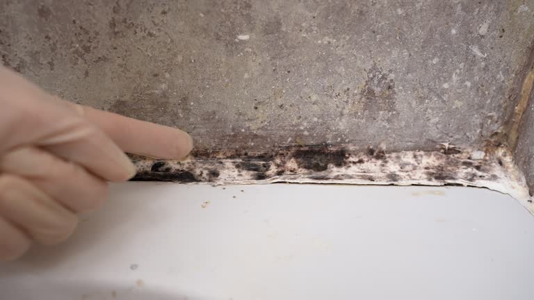 Best Comprehensive Air Testing for Mold Contaminants  in Monroe, GA