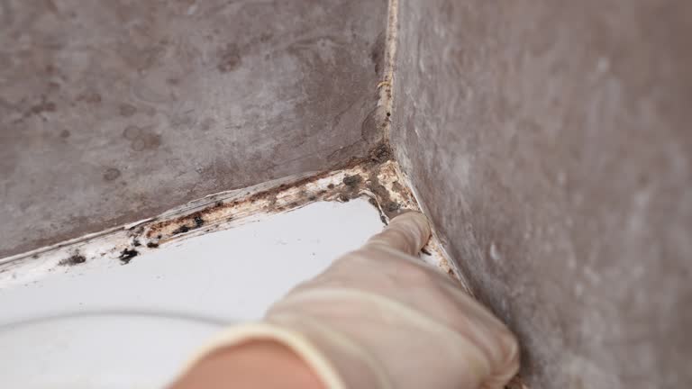 Best Mold Odor Removal Services  in Monroe, GA