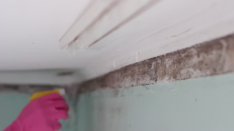 Best Mold Remediation for Rental Properties  in Monroe, GA